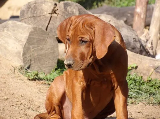 Szczenięta Rhodesian Ridgeback - Hodowla ZKwP/FCI - Afrykańskie linie, , Kraków