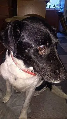 Cudowny Flap o cudownym spojrzeniu, adoptuj!