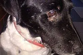 Cudowny Flap o cudownym spojrzeniu, adoptuj!
