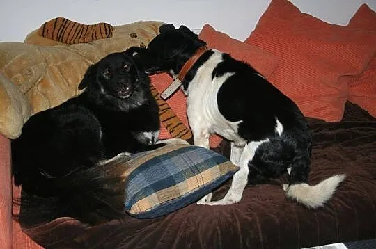 Cudowny Flap o cudownym spojrzeniu, adoptuj!