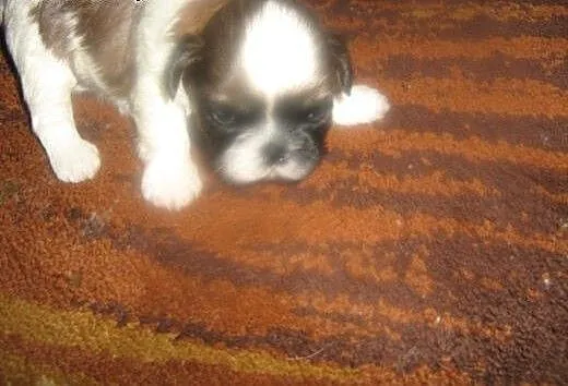 Sprzedam shih tzu, łódzkie Łódź