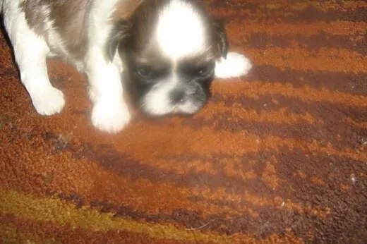 Sprzedam shih tzu,  łódzkie Łódź