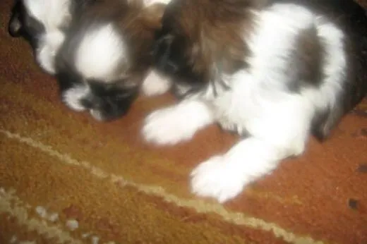 Sprzedam shih tzu,  łódzkie Łódź