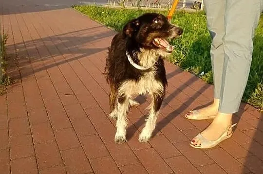 Dyzio szuka kochającego i odpowiedzialnego domku, Mazowieckie, Warszawa