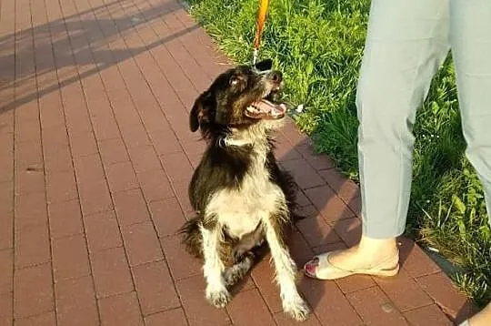 Dyzio szuka kochającego i odpowiedzialnego domku, Mazowieckie, Warszawa