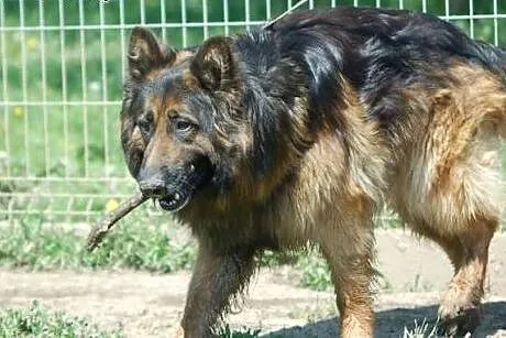 Vader przepiękny owczarek niemiecki szuka wspaniał