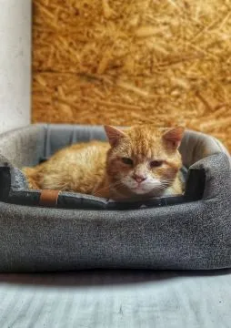 Garfield - mądry, ułożony, wspaniały kot!  Czy ktoś otworzy serce dla naszego rudzielca? Garfield, b, , Wrocław