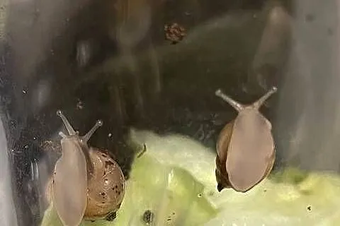 Sprzedam Ślimaki afrykańskie Lissachatina (Achatina)fulicia . Nowa hodowla, Śląskie, Rybnik
