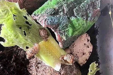 Sprzedam Ślimaki afrykańskie Lissachatina (Achatina)fulicia . Nowa hodowla, Śląskie, Rybnik