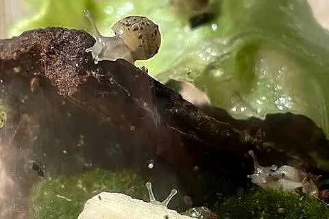 Sprzedam Ślimaki afrykańskie Lissachatina (Achatina)fulicia . Nowa hodowla, Śląskie, Rybnik