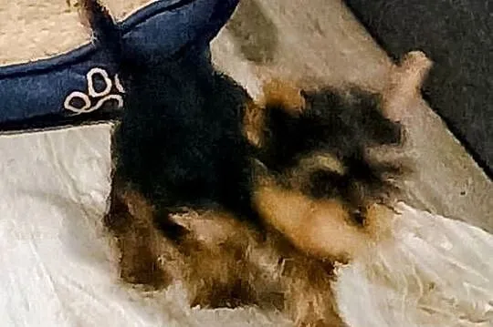Yorkshire terrier, Wielkopolskie, Września