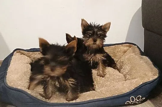 Yorkshire terrier, Wielkopolskie, Września