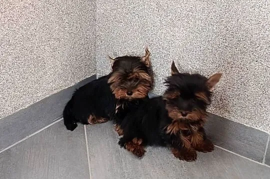 Yorkshire terrier, Wielkopolskie, Września