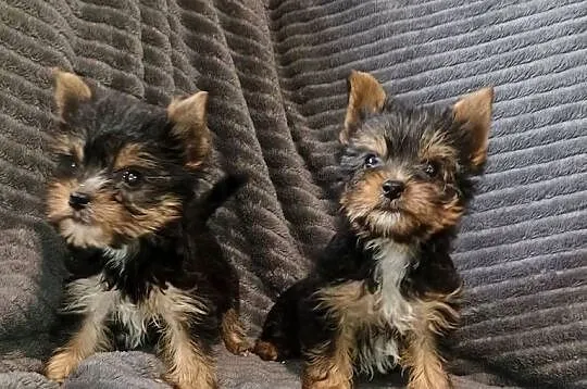 Yorkshire terrier, Wielkopolskie, Września