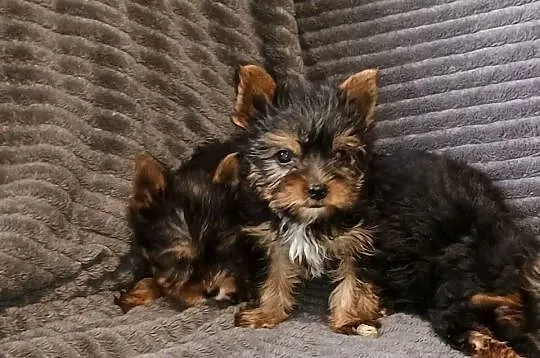 Yorkshire terrier, Wielkopolskie, Września