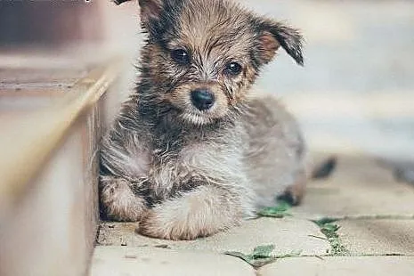 Marysiątka – cztery  MIKRO suczki do pilnej adopcji,,  małopolskie Kraków