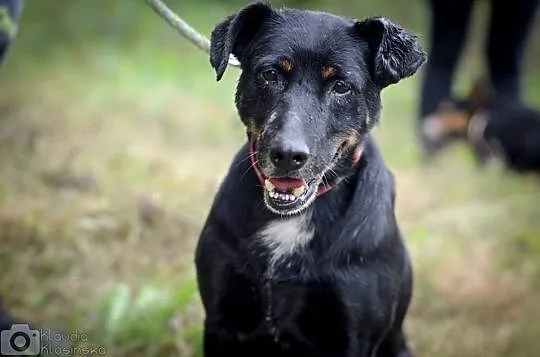 Kocha ludzi, ładnie chodzi na smyczy - super pies Henio do adopcji!