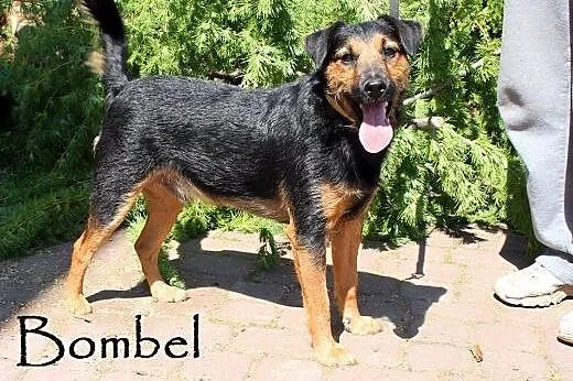 Wspaniałe psiaki do adopcji,  mazowieckie Warszawa