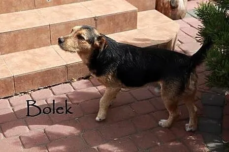 Wspaniałe psiaki do adopcji,  mazowieckie Warszawa