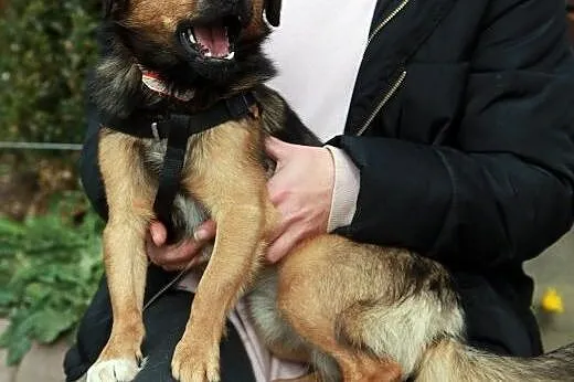 Wspaniałe psiaki do adopcji,  mazowieckie Warszawa