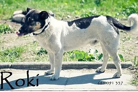 Wspaniałe psiaki do adopcji,  mazowieckie Warszawa