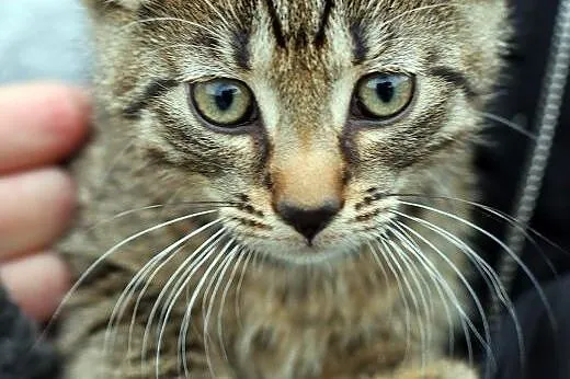 Wspaniałe psiaki do adopcji,  mazowieckie Warszawa