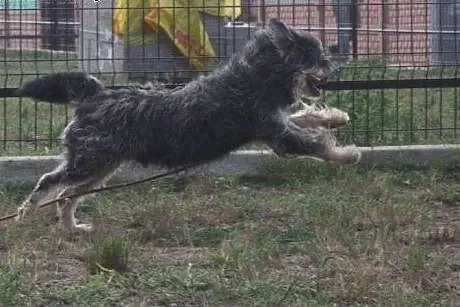 Wpatrzona w człowieka, nakolankowa Florka, malutka