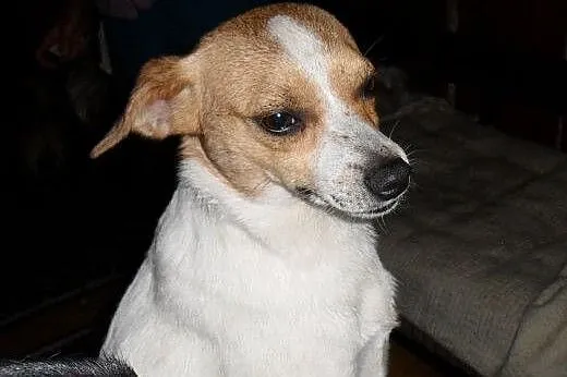 Adaś - niewielki, nieśmiały, łaciaty psiak,  łódzkie Łódź