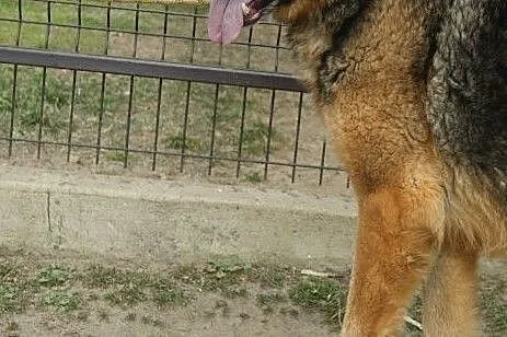 Piękny pies w typie owczarka niemieckiego do adopc, Łódź