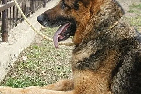 Piękny pies w typie owczarka niemieckiego do adopc, Łódź
