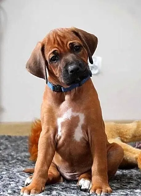 Rhodesian Ridgeback, szczenię wystawowe suczka ZKwP KIBANDA, Łódzkie, Dłutów