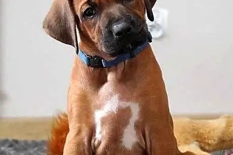 Rhodesian Ridgeback, szczenię wystawowe suczka ZKwP KIBANDA, Łódzkie, Dłutów