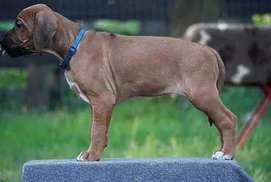 Rhodesian Ridgeback, szczenię wystawowe suczka ZKwP KIBANDA, Łódzkie, Dłutów