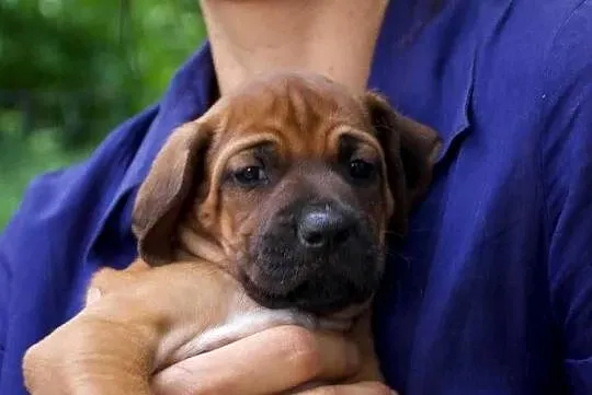 Rhodesian Ridgeback, szczenię wystawowe suczka ZKwP KIBANDA, Łódzkie, Dłutów