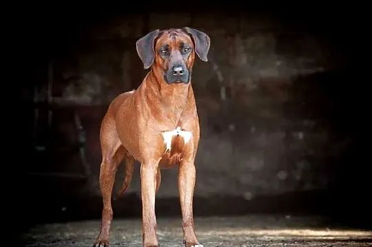 Rhodesian Ridgeback, szczenię wystawowe suczka ZKwP KIBANDA, Łódzkie, Dłutów