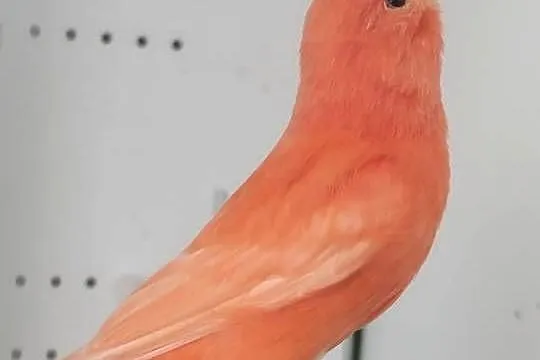 Kanarek czerwony z 23 r.