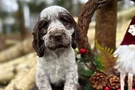 Jedyna taka! Wyjątkowa sunia Cocker Spaniel Angielski Liver Roan rodowód