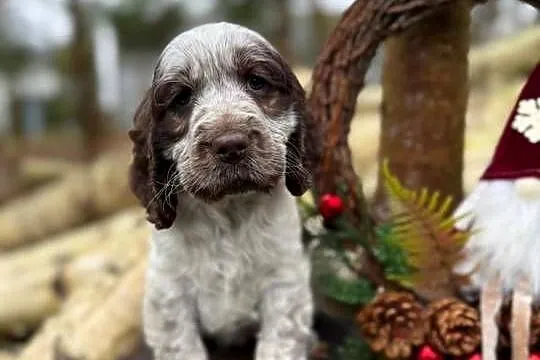 Jedyna taka! Wyjątkowa sunia Cocker Spaniel Angielski Liver Roan rodowód
