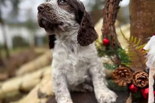 Jedyna taka! Wyjątkowa sunia Cocker Spaniel Angielski Liver Roan rodowód, Śląskie, Katowice