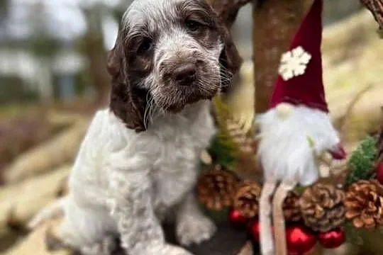 Jedyna taka! Wyjątkowa sunia Cocker Spaniel Angielski Liver Roan rodowód, Śląskie, Katowice