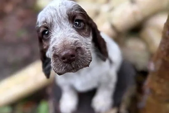 Jedyna taka! Wyjątkowa sunia Cocker Spaniel Angielski Liver Roan rodowód, Śląskie, Katowice