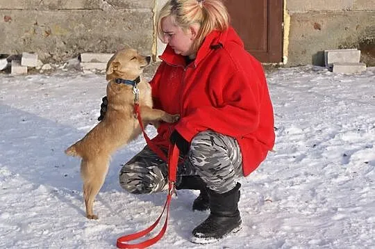 Młoda, biszkoptowa Blondi, niewielka, grzeczniutka