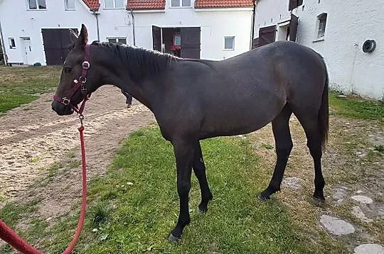 Sprzedam roczna klacz maści siwej