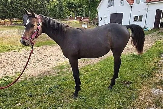 Sprzedam roczna klacz maści siwej, , Łubowo
