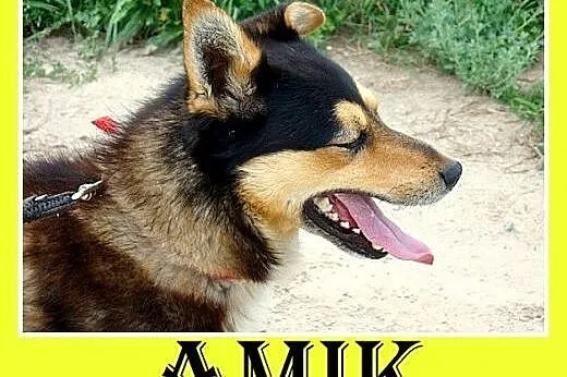 Husky mix,wesoły,przyjazny,łagodny,aktywny pies AM