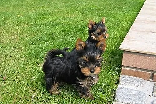 Yorkshire terrier York śliczna suczka ZKwP FCI
