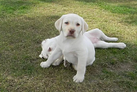Labrador szczeniki biszkoptowe, Złota