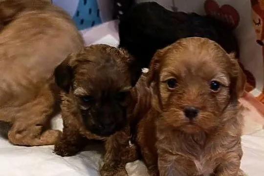 Cavapoo szczenięta