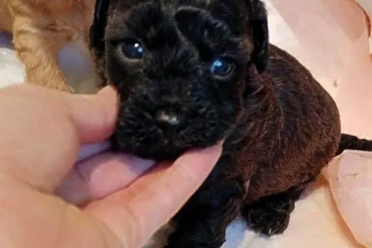 Cavapoo szczenięta, Opolskie, Krapkowice