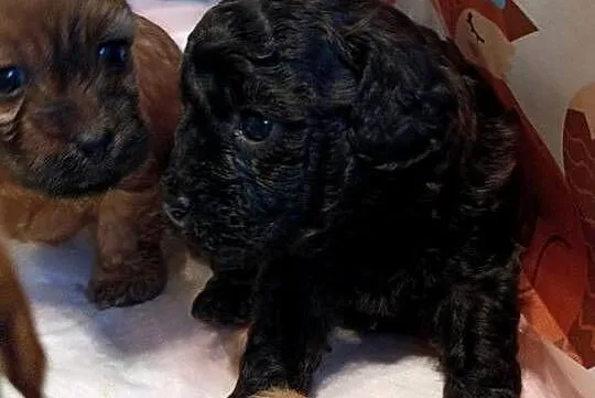Cavapoo szczenięta, Opolskie, Krapkowice
